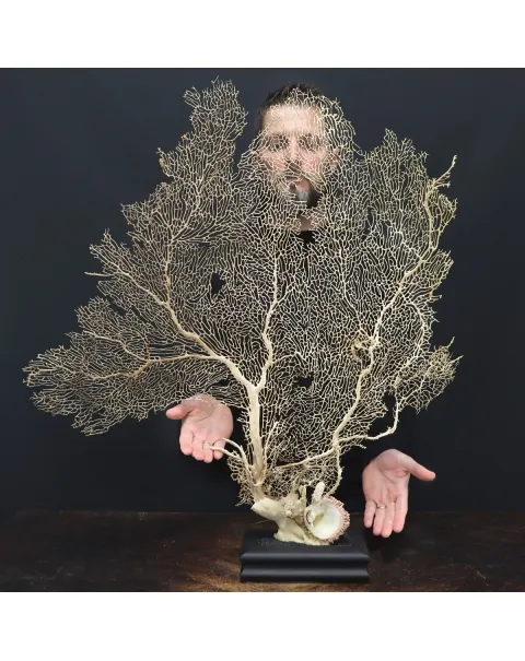 Gorgonia