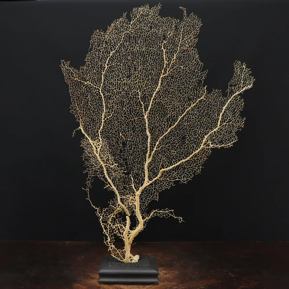 Gorgonia