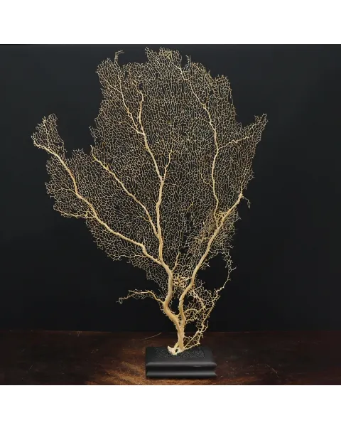Gorgonia