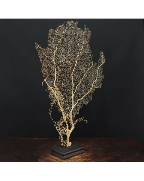 Gorgonia