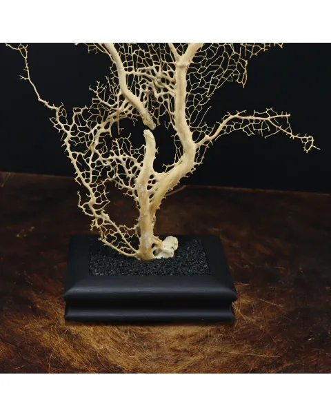 Gorgonia