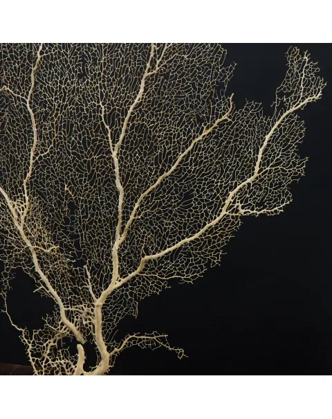 Gorgonia