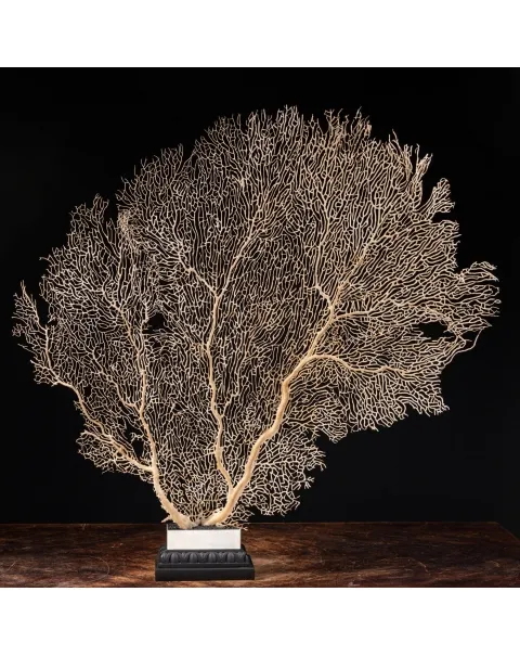 Gorgonia