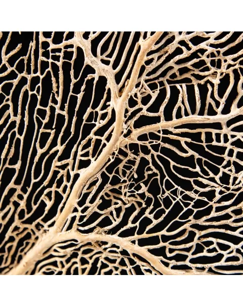 Gorgonia