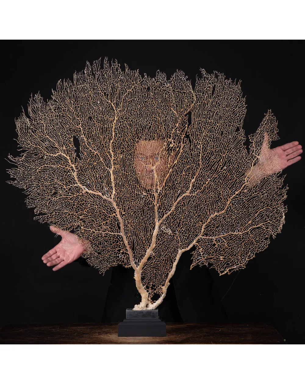 Gorgonia ventaglio di Venere