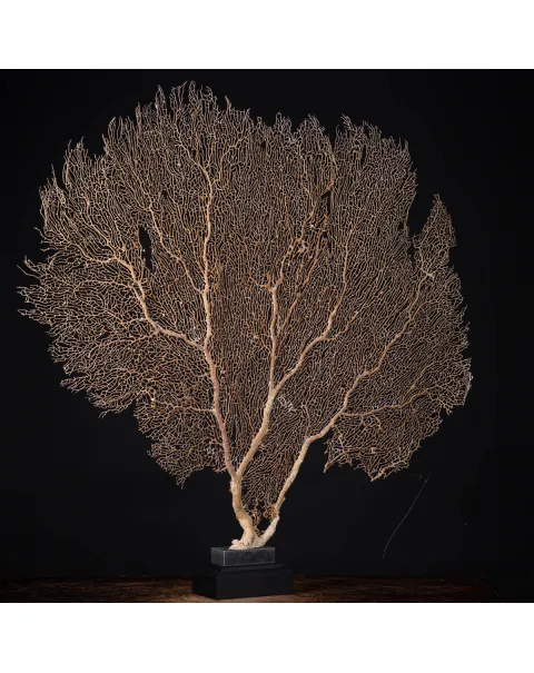 Gorgonia ventaglio di Venere