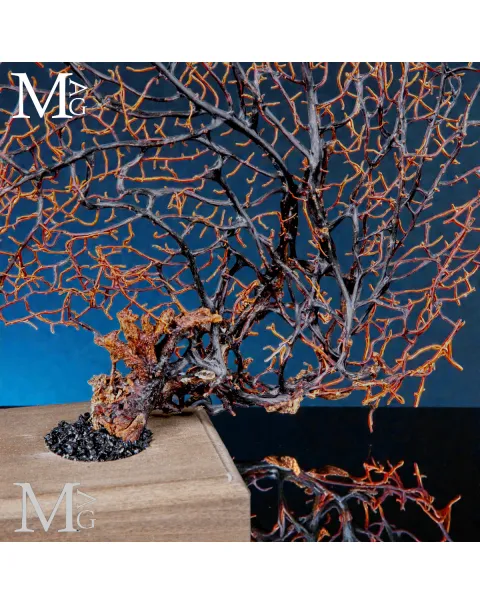 Gorgonia Nera Naturale su Base – Scultura Marina.
