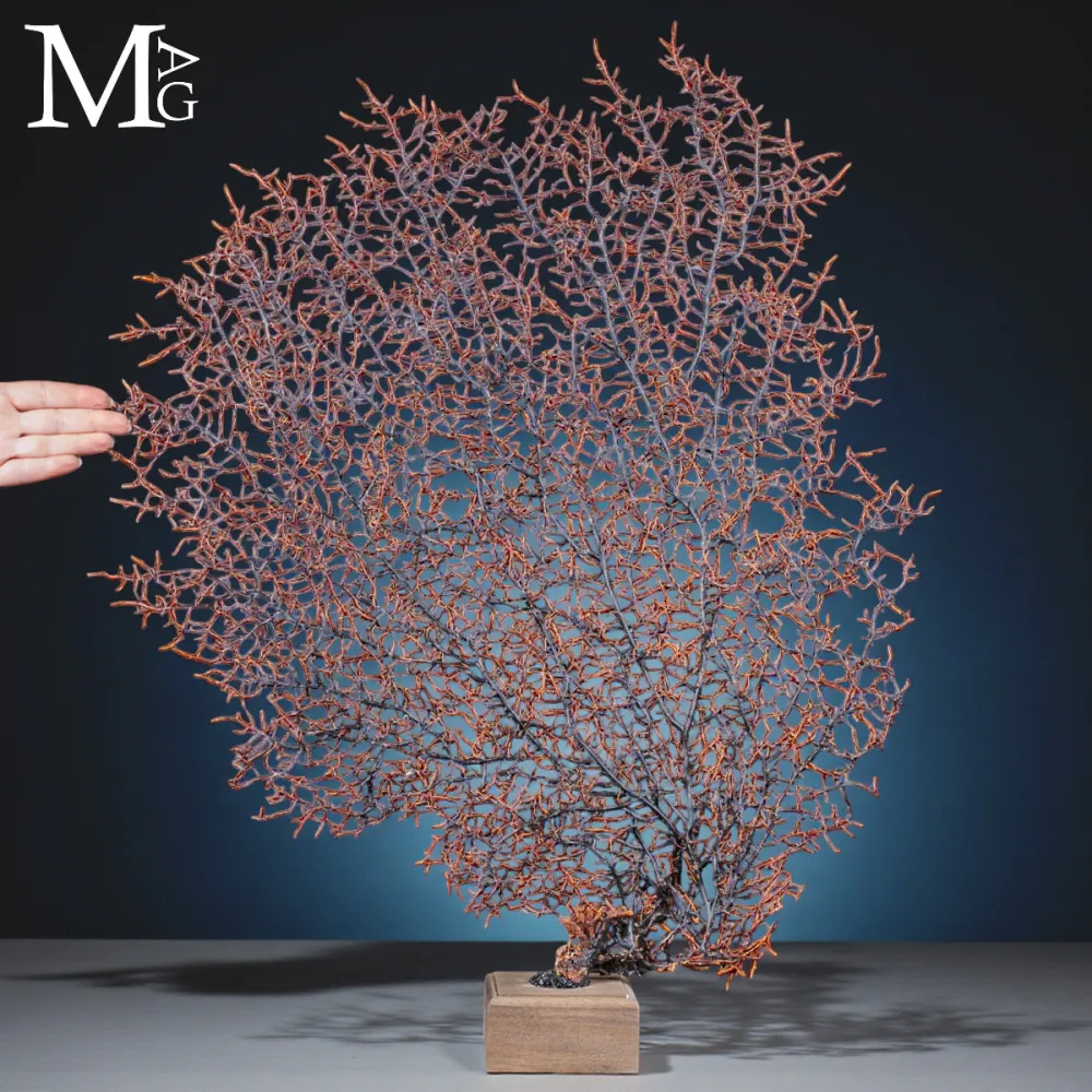 Gorgonia Nera Naturale su Base – Scultura Marina.