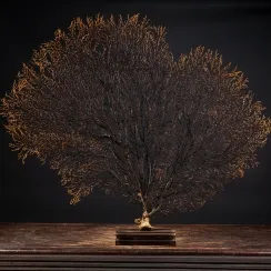 Gorgonie nere - Sea Fan   (25)