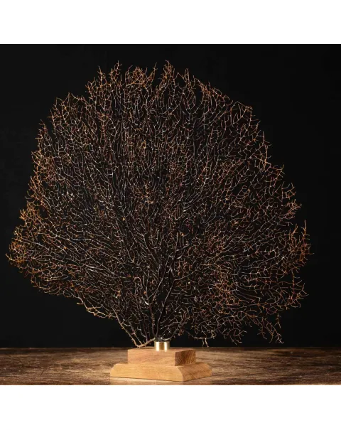 Gorgonia Nera su base decorativa.
