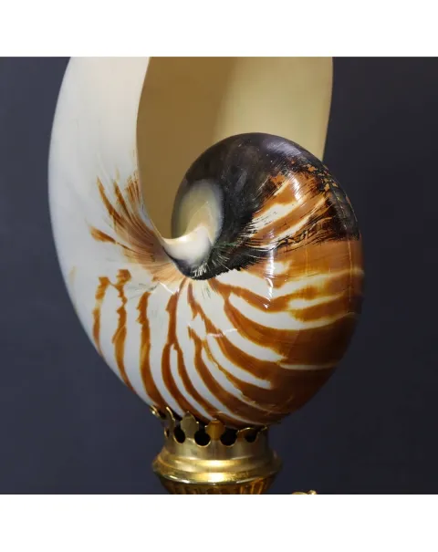 Nautilus Pompilius su Piedistallo