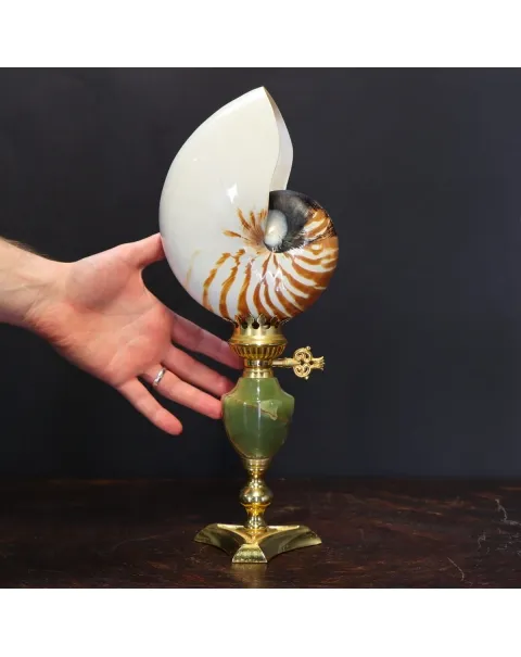 Nautilus Pompilius su Piedistallo