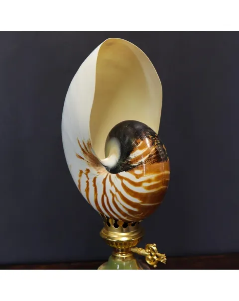 Nautilus Pompilius su Piedistallo