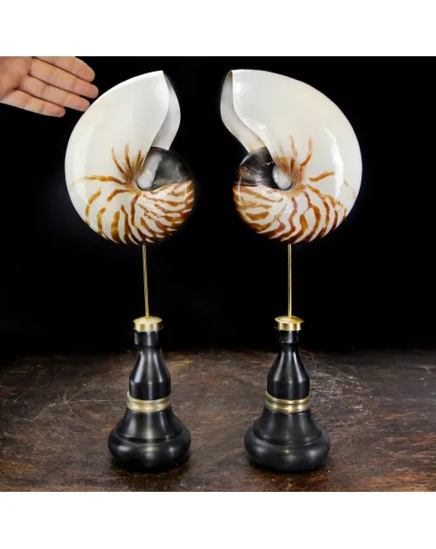 Nautilus Pompilius su Piedistallo