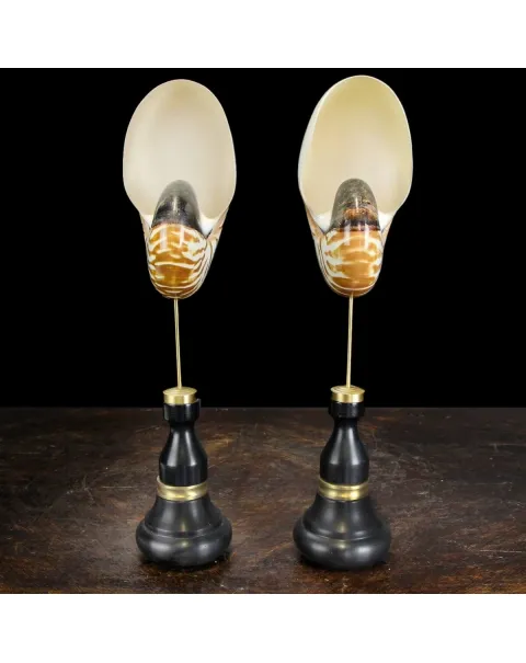 Nautilus Pompilius su Piedistallo