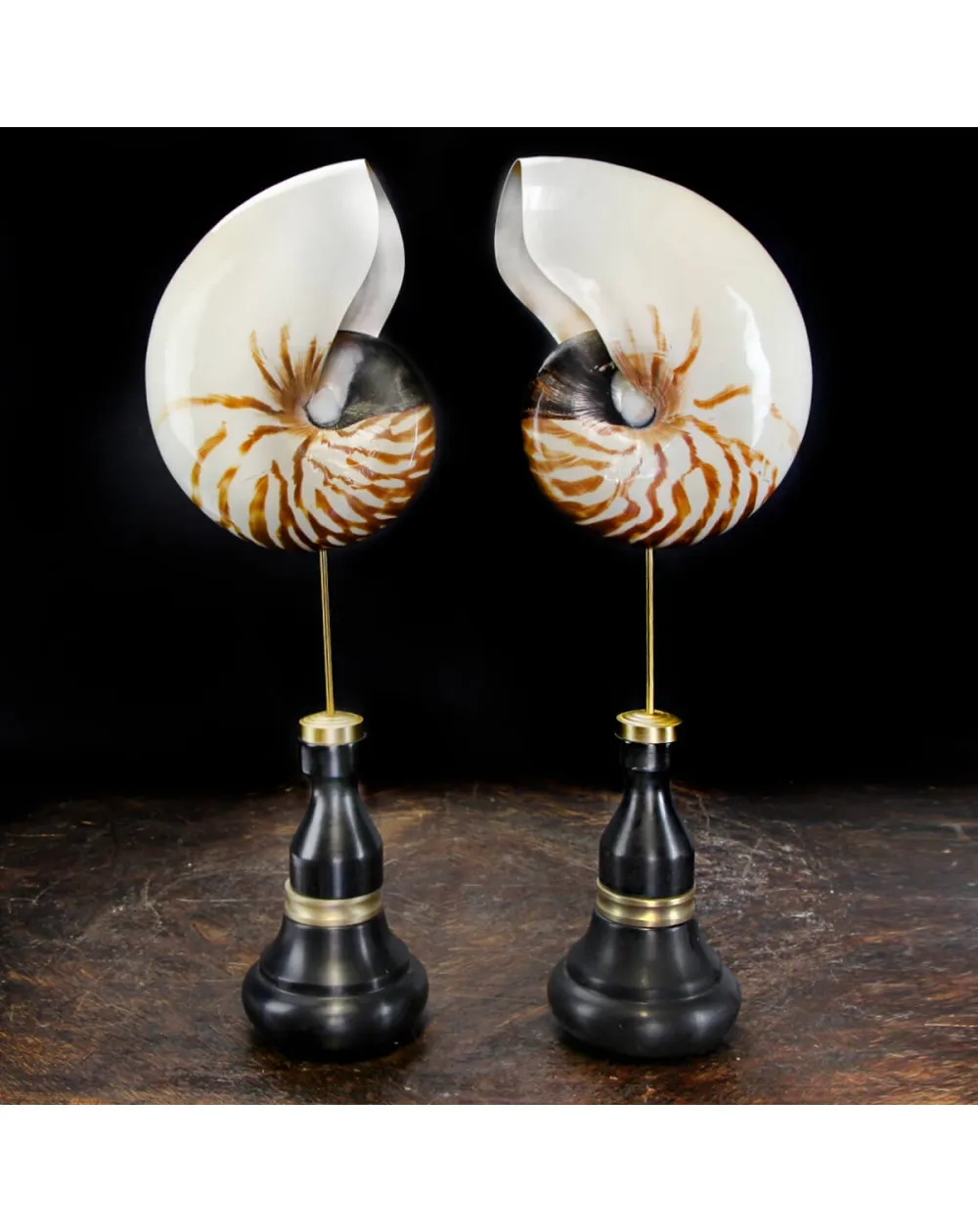 Nautilus Pompilius su Piedistallo