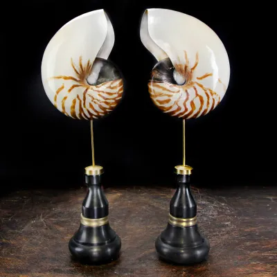 Nautilus Pompilius su Piedistallo