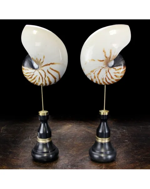 Nautilus Pompilius su Piedistallo