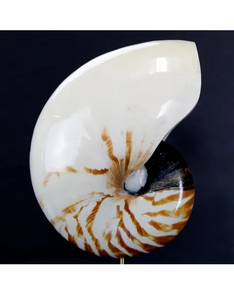 Nautilus Pompilius su Piedistallo