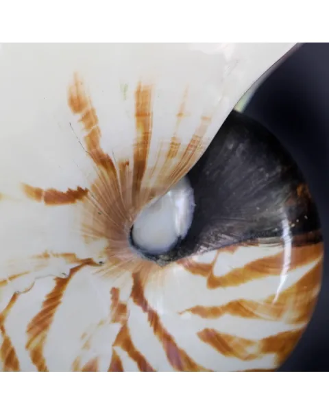 Nautilus Pompilius su Piedistallo