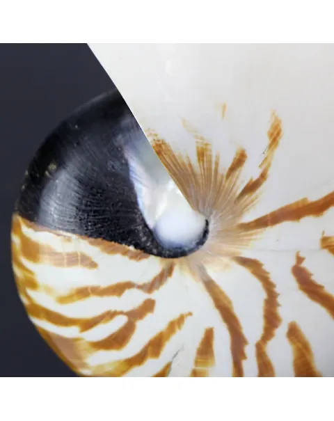 Nautilus Pompilius su Piedistallo