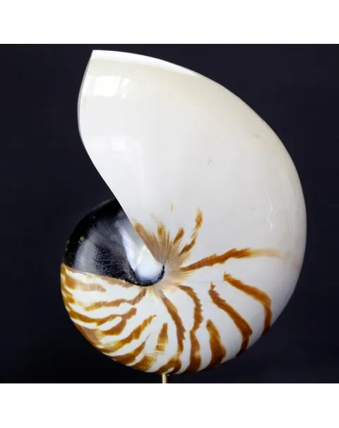 Nautilus Pompilius su Piedistallo
