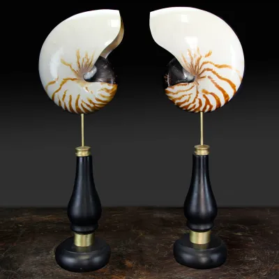 Nautilus Pompilius su Piedistallo
