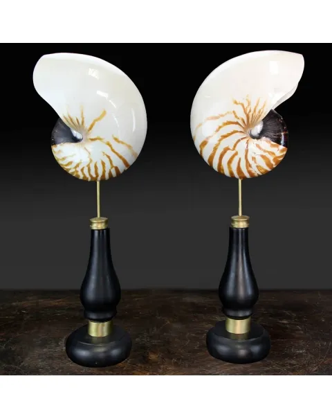 Nautilus Pompilius su Piedistallo