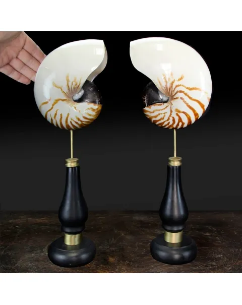Nautilus Pompilius su Piedistallo