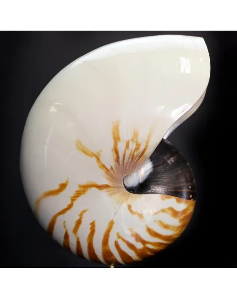 Nautilus Pompilius su Piedistallo