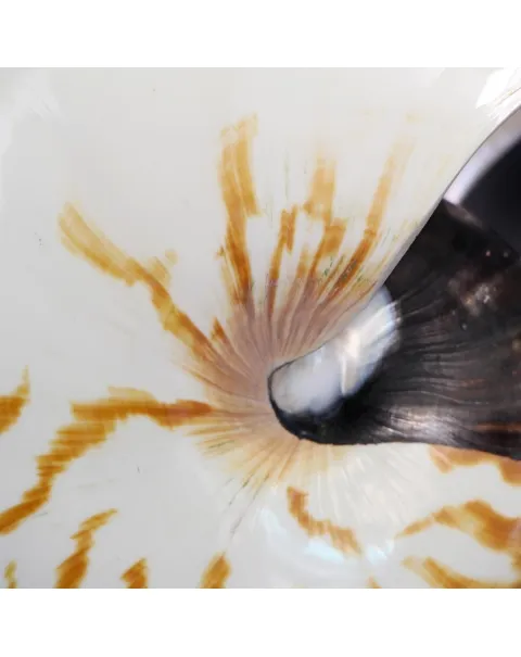 Nautilus Pompilius su Piedistallo