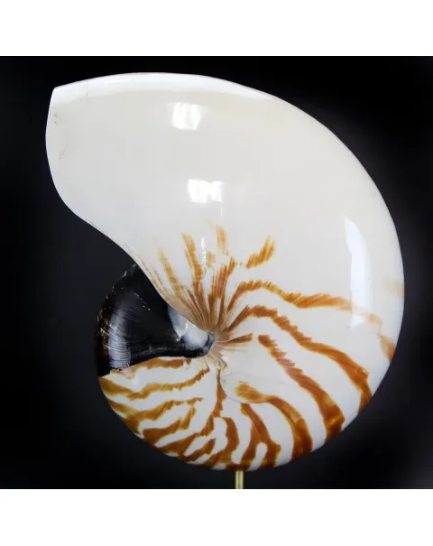 Nautilus Pompilius su Piedistallo