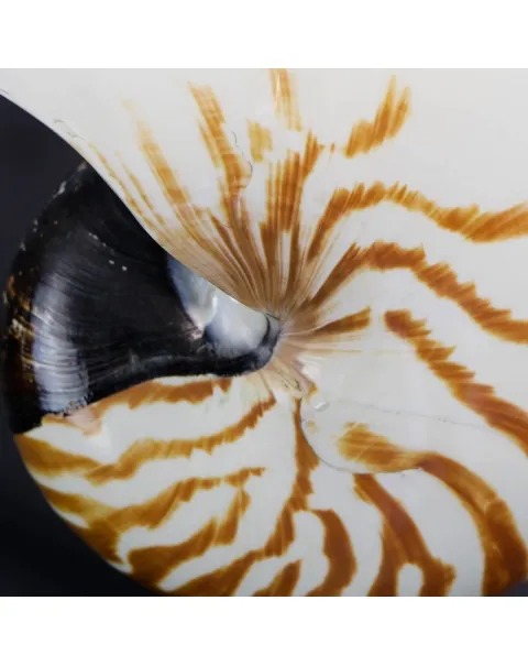 Nautilus Pompilius su Piedistallo