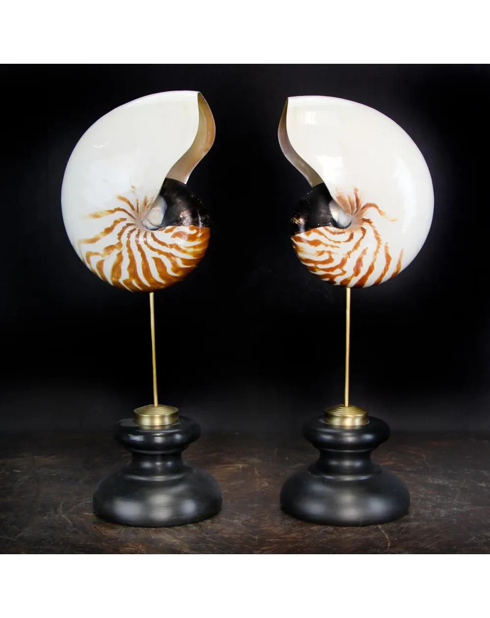 Nautilus Pompilius su Piedistallo