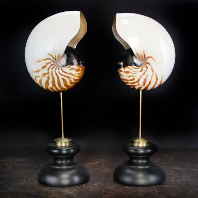 Nautilus Pompilius su Piedistallo