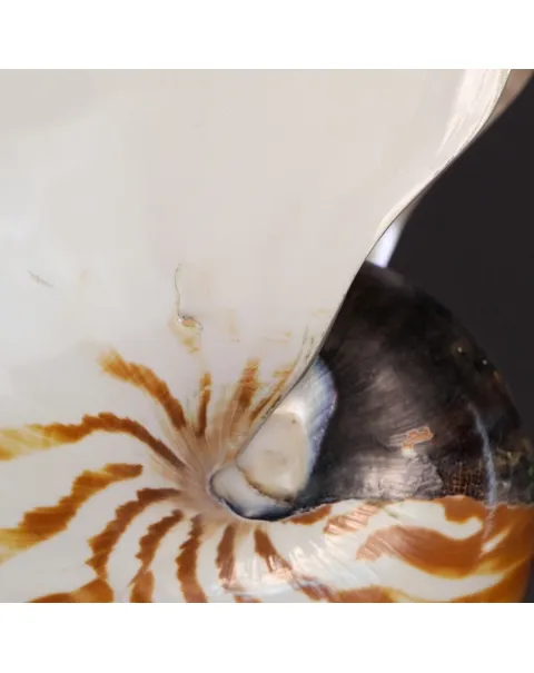 Nautilus Pompilius su Piedistallo