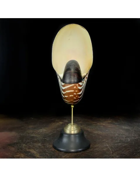 Nautilus Pompilius su Piedistallo