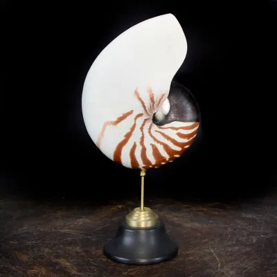 Nautilus Pompilius su Piedistallo