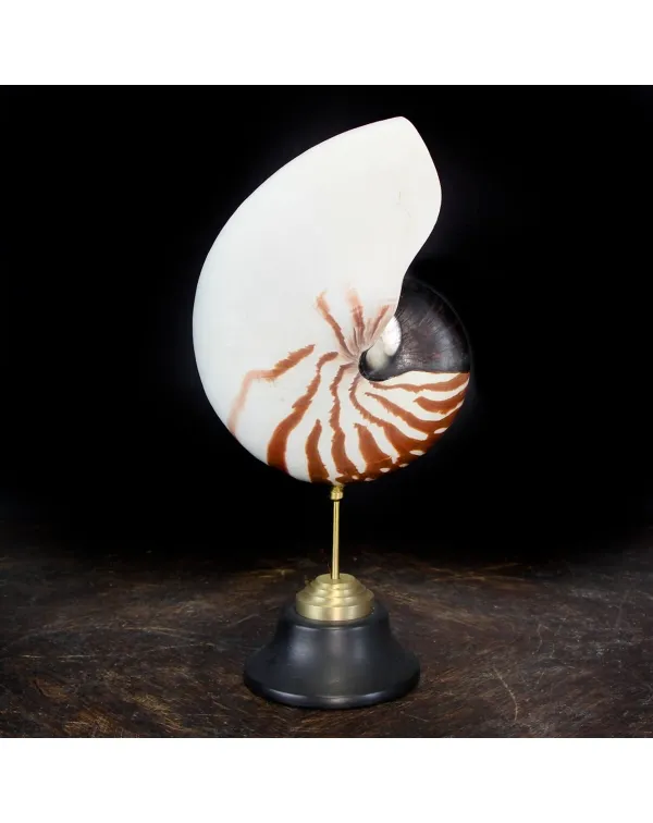 Nautilus Pompilius su Piedistallo