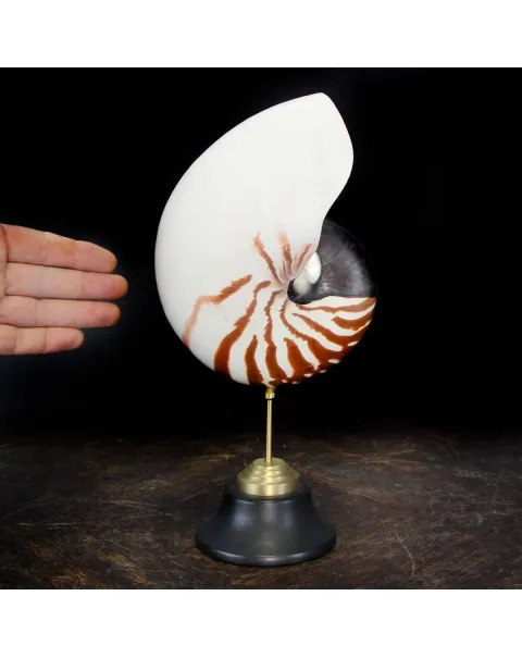Nautilus Pompilius su Piedistallo