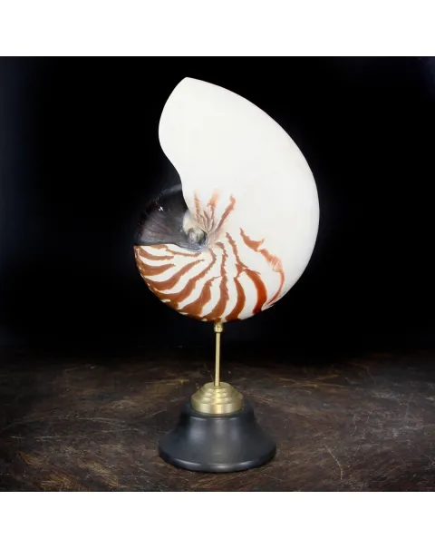 Nautilus Pompilius su Piedistallo