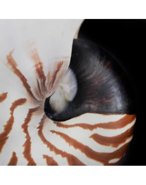 Nautilus Pompilius su Piedistallo
