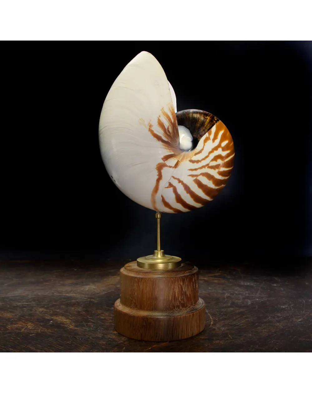 Nautilus Pompilius su Piedistallo