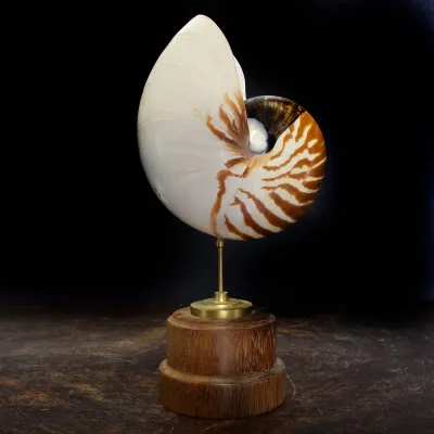 Nautilus Pompilius su Piedistallo