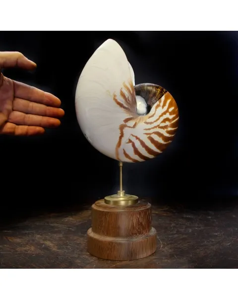 Nautilus Pompilius su Piedistallo