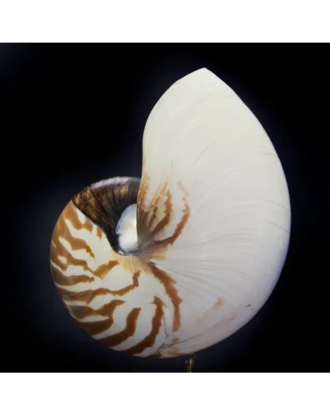 Nautilus Pompilius su Piedistallo