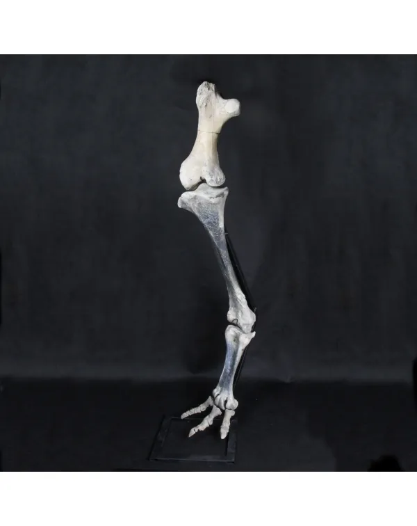 Zampa Aepyornis maximus