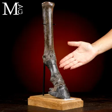 Zampa di Cavallo Equus Caballus - Pleistocene - Er...