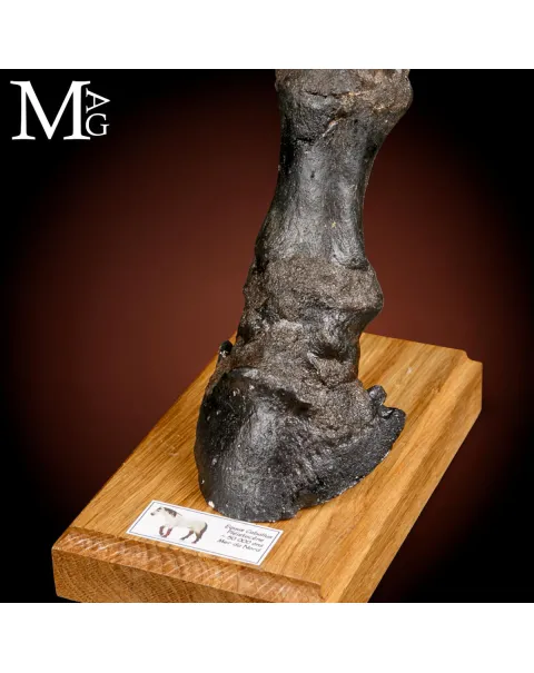 Zampa di Cavallo Equus Caballus - Pleistocene - Era Glaciale