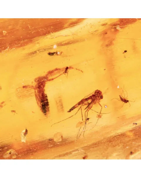 Copale con Insetti Fossilizzati – Resina Naturale.